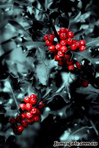 Red Berries - Plant Photography by James Cole